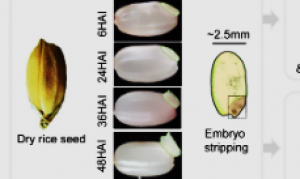 Spatiotemporal transcriptomic landscape of rice embryonic cells during seed germination