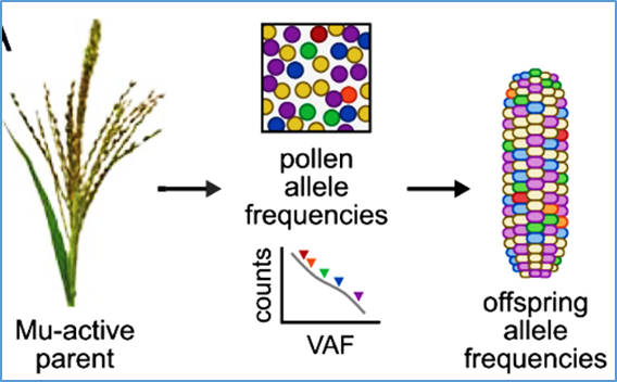 Quantitative and sensitive sequencing of somatic mutations induced by a maize transposon