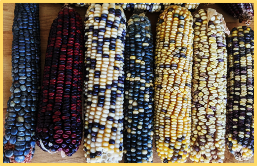 Rapid cycling genomic selection in maize landraces: a step toward closing the yield gap