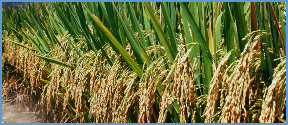 Reduced leaf width increases photosynthetic rate without improving water-use efficiency in rice
