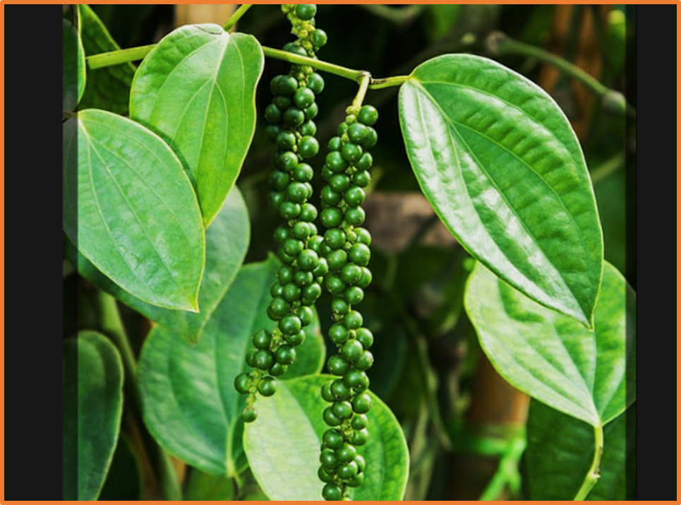 Reference based transcriptome assembly of Piper nigrum L. reveals novel genes and transcripts in drought tolerance