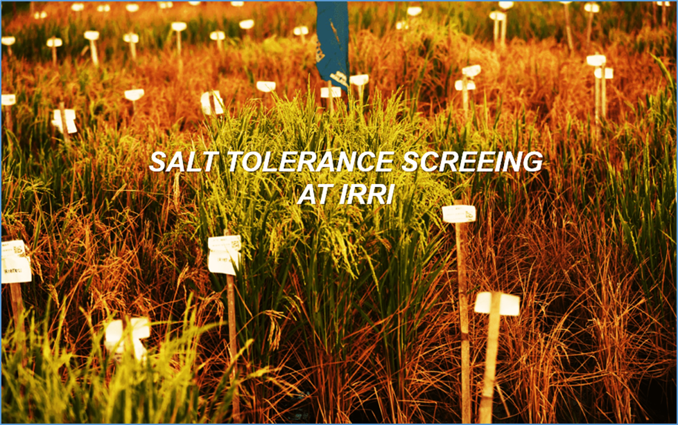 Regulatory networks and molecular mechanisms underlying salt stress tolerance in rice