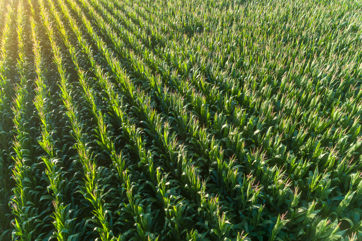  Report Tackles China`s Agricultural Transformation Plans for 2025