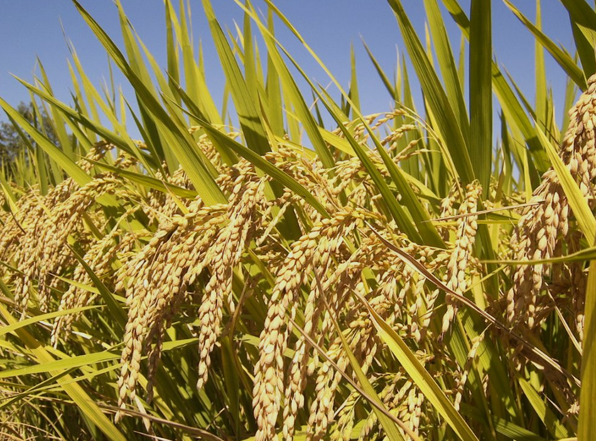 Reprogramming immunity: TAL effector-informed genome editing in rice and other crops 