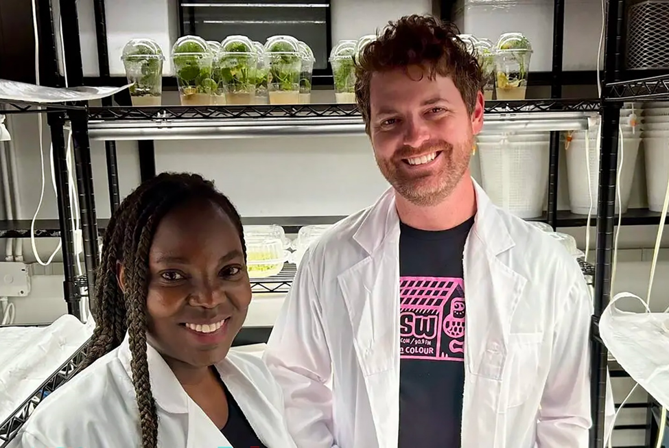 Research Shows Drought-Stressed Canola, Tomatoes, and Rice Block Iron Uptake