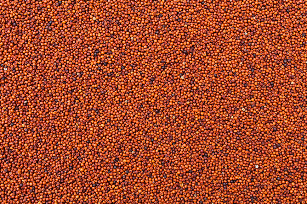 Researcher Develop Rapid Transformation Method to Improve Finger Millet