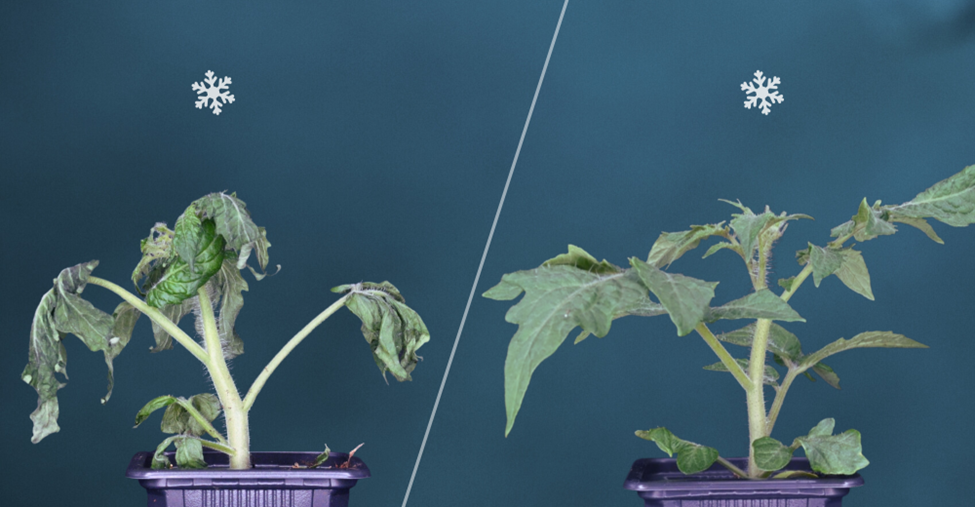 Researchers Develop Cold-Resistant Tomato Without Compromising Growth