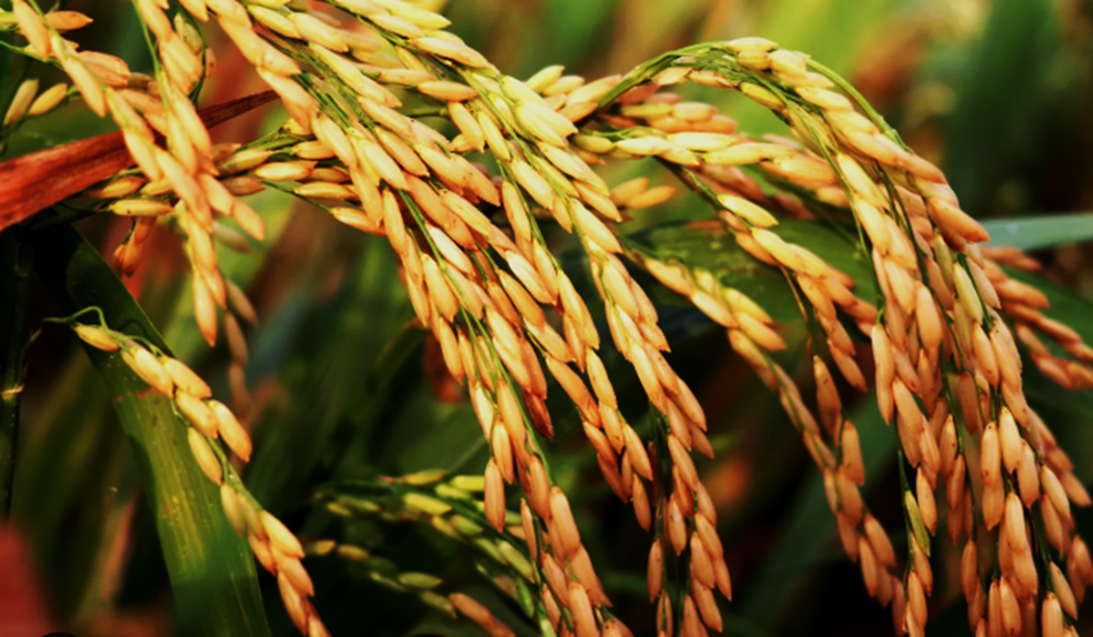 Researchers Develop Glyphosate-tolerant Rice BriA15-38