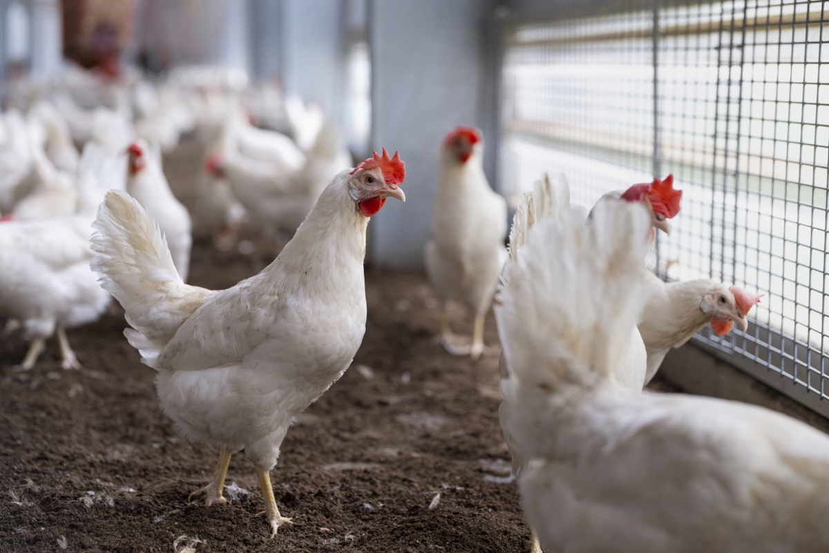 Researchers Develop Rapid Testing for Chicken Infectious Anemia Virus