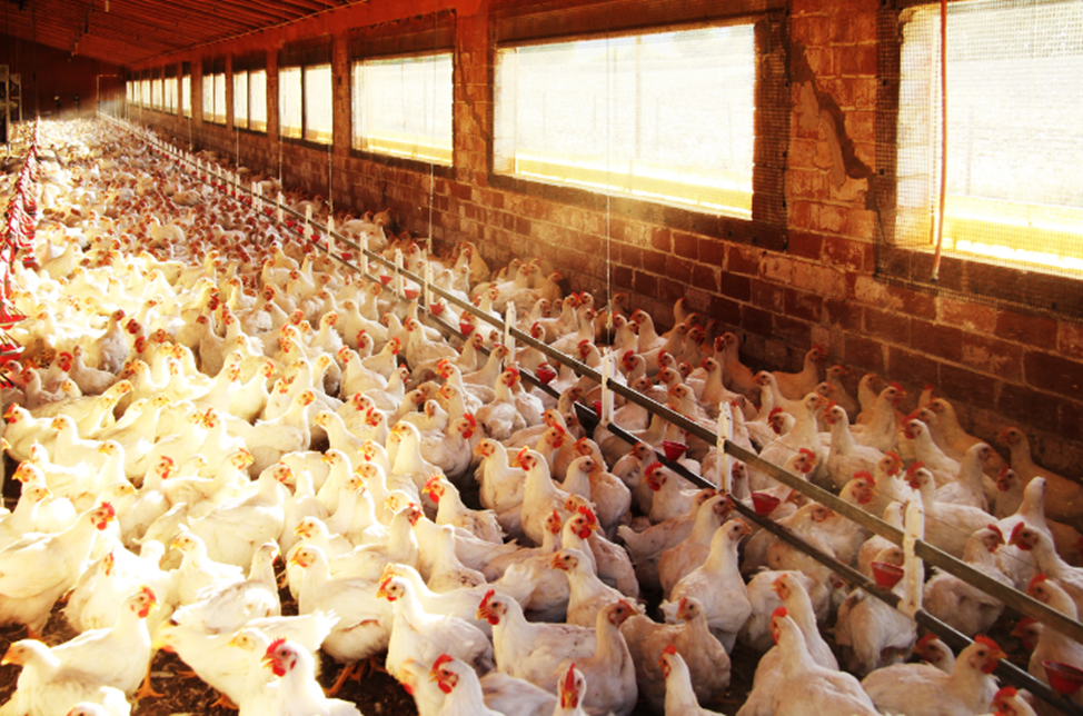 Researchers Develop Single-Dose Vaccine Against Newcastle Disease and H9N2 Avian Influenza