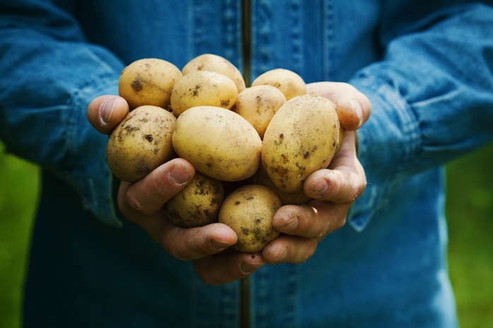 Researchers Develop Sustainable Bioplastic from Potato Starch