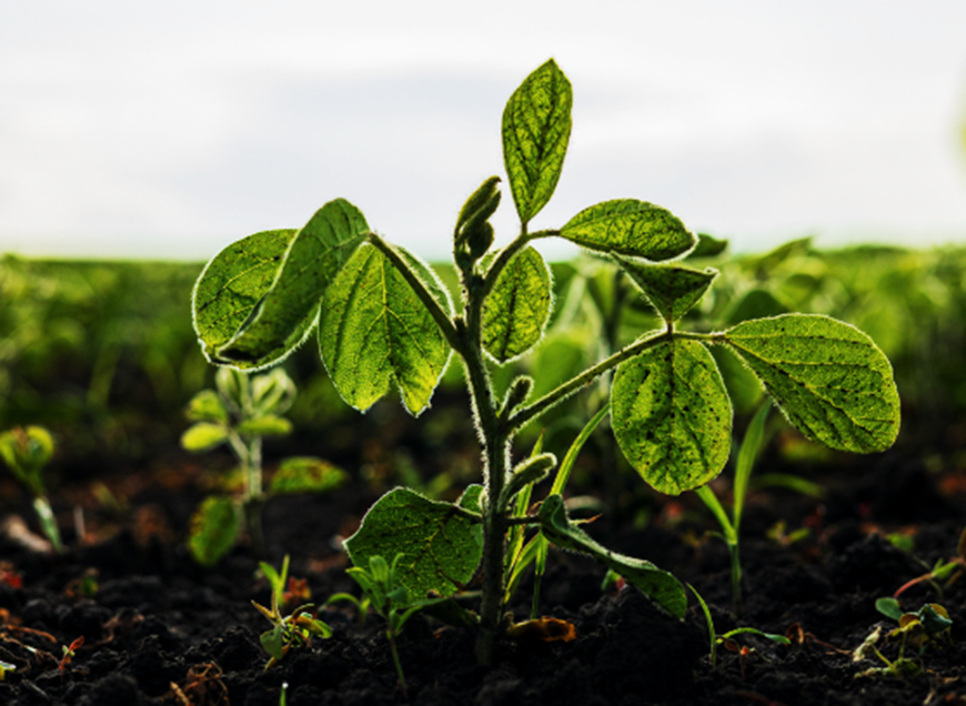 Researchers Identify Soybean Gene that Could Help Crops Thrive in Acidic and Low-Phosphorus Soils
