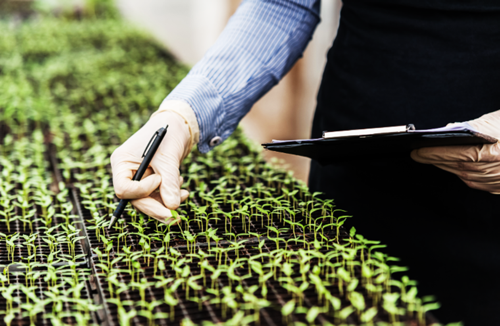 Researchers Reveal How Plants Hit the Reset Button After Stress