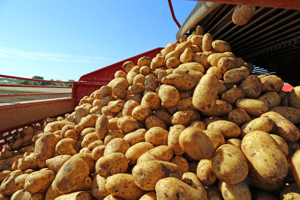 Researchers Uncover Defense Dynamics of Potato Late Blight Pathogen