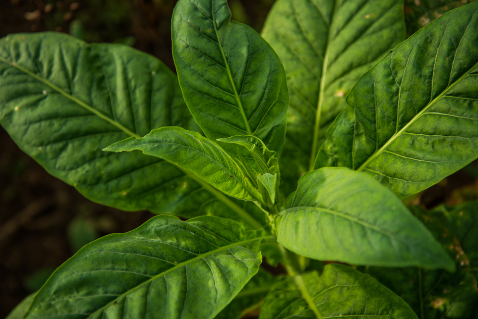 Researchers Use CRISPR to Identify Tobacco Gene Regulating Leaf Senescence