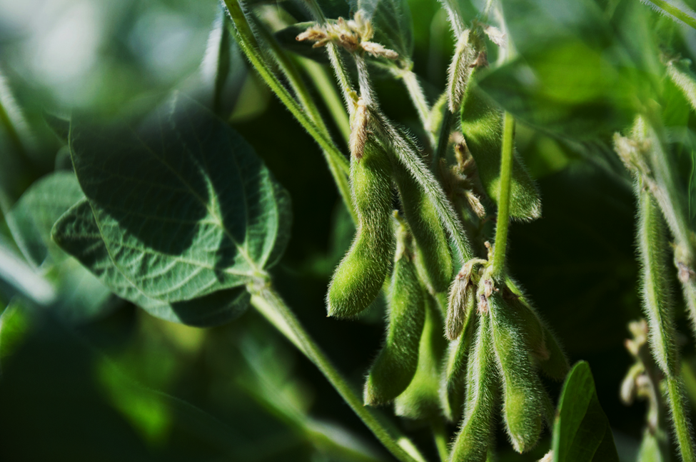 Researchers Use Gene Editing to Improve Salt Tolerance in Soybeans
