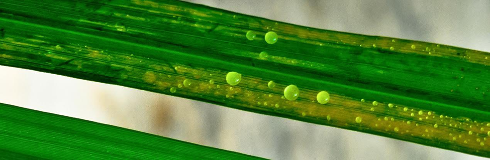 Resistance gene against Xanthomonas oryzae pv. oryzae (Xoo) in rice: molecular mechanisms and breeding strategies for bacterial leaf blight 