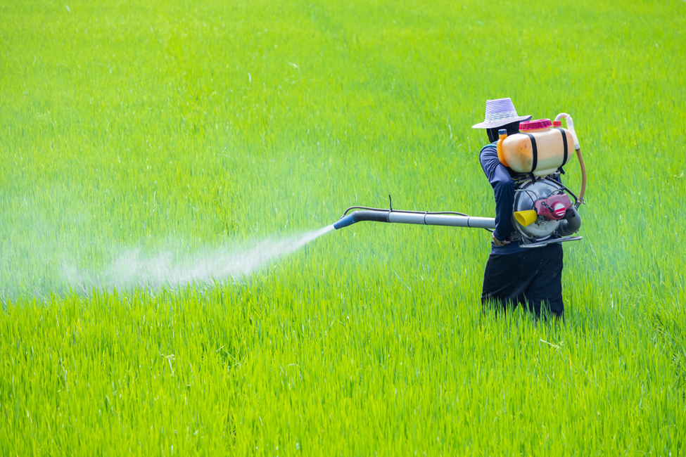 Rice Enzyme Helps Break Down Harmful Herbicide Residues