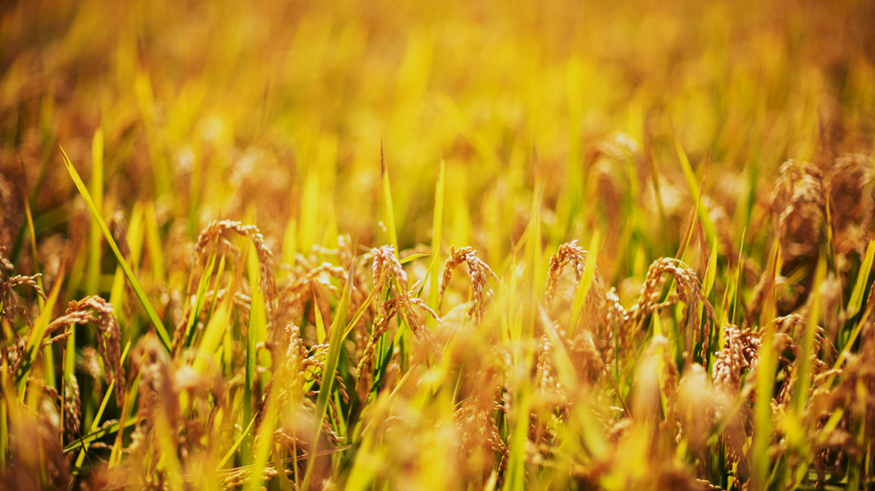 Rice-specific miRNA Boosts Rice Blast Resistance