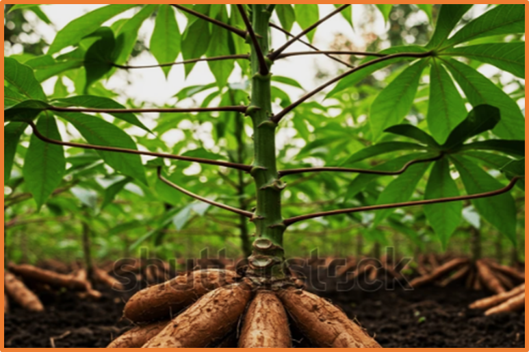 Role of Altered Metabolites and Metabolic Pathways in Major Tuber Crops Under Drought Stress