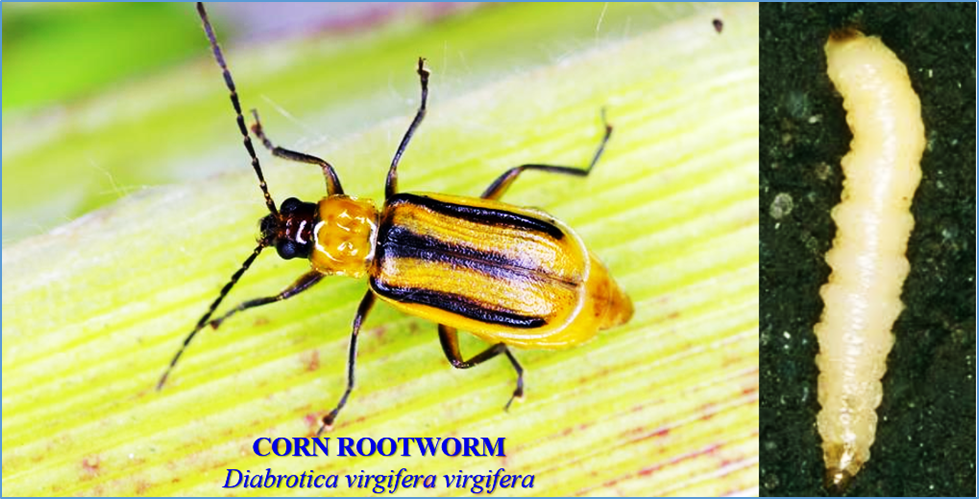 Rootworm resistance to Bt associated with increased injury to corn pyramids combining Bt proteins and RNA interference