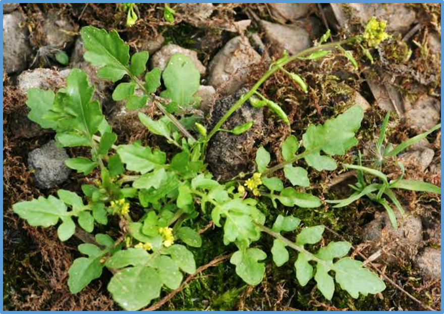 Rorippa islandica is a genetically accessible dicot model system to study flooding tolerance 