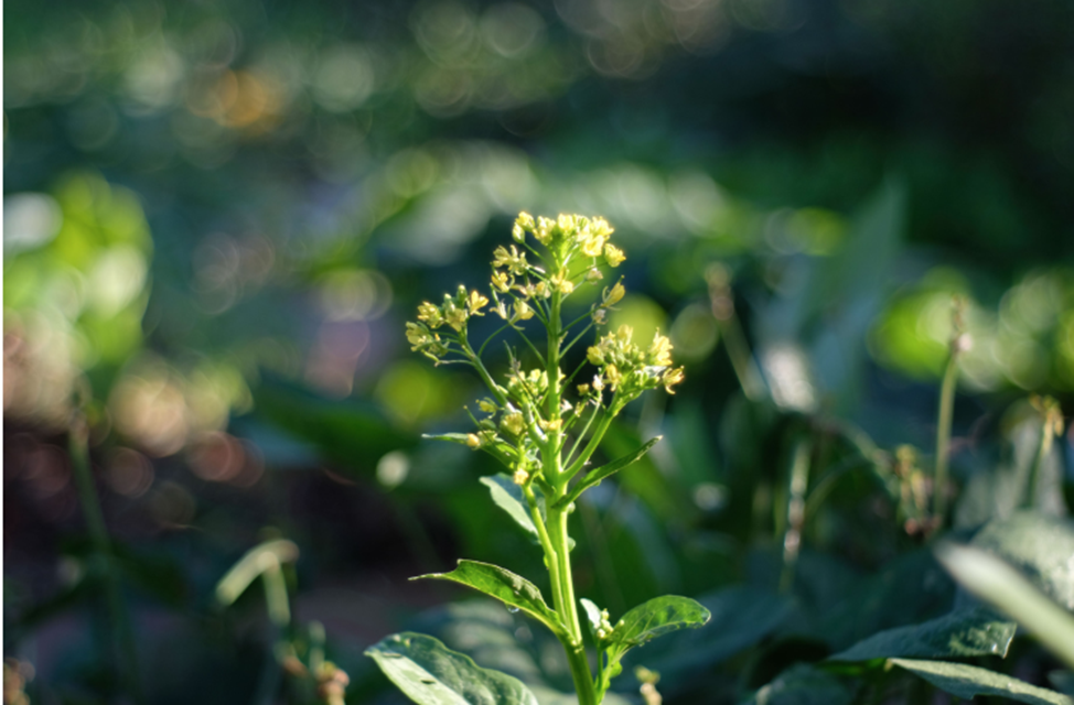 Rothamsted Research Drills First Precision-Bred Crop in Historic Field Trial