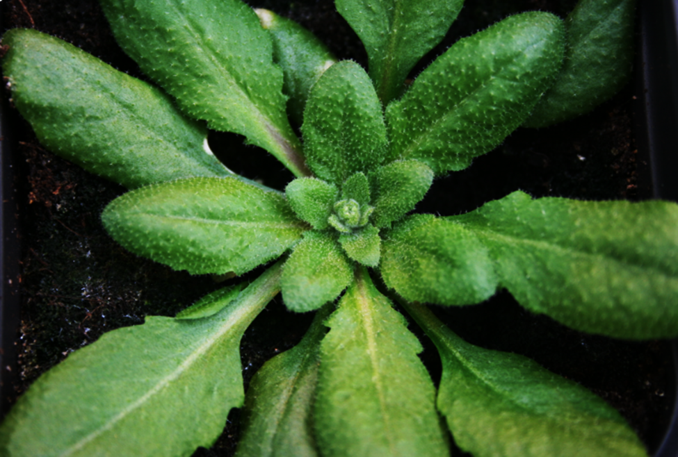 Rubisco kinetic acclimation at the holoenzyme level