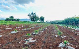 Australia-backed project aimed to improve cassava genetics in Vietnam