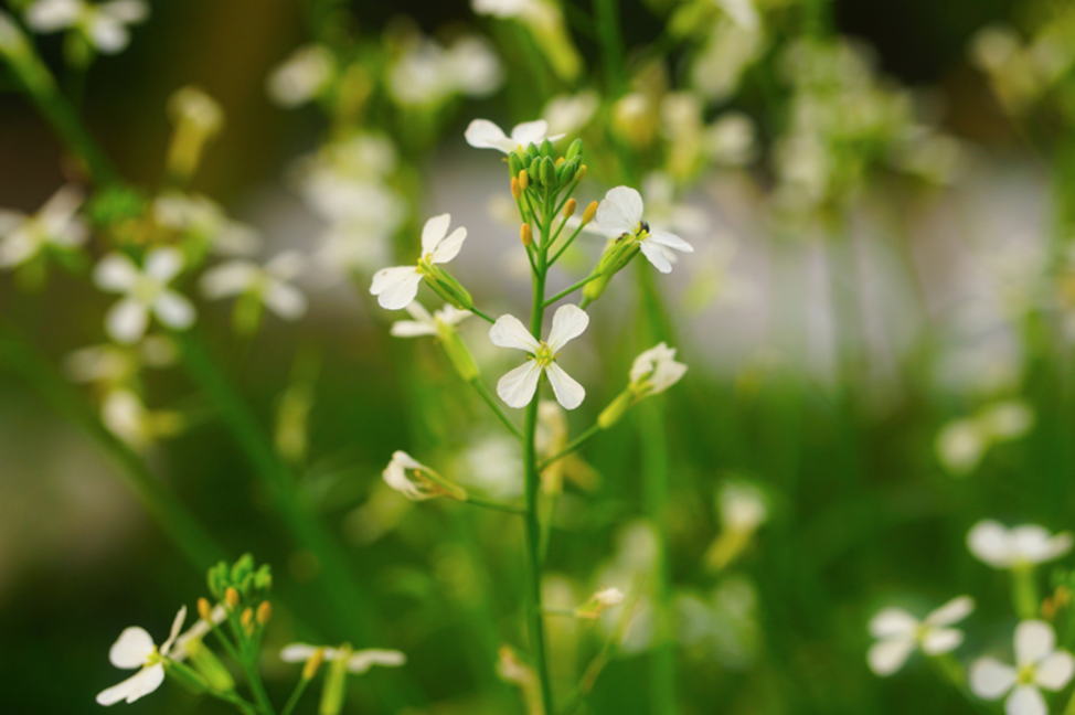  Scientists Design New Cycle to Boost Plant Growth and Carbon Capture