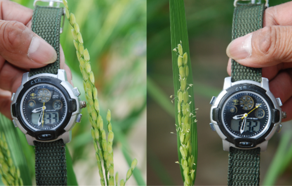 Scientists Discover Gene to Help Rice Escape Heat and Protect Yields
