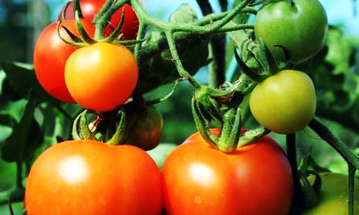 Scientists discover genes to grow bigger tomatoes and eggplants