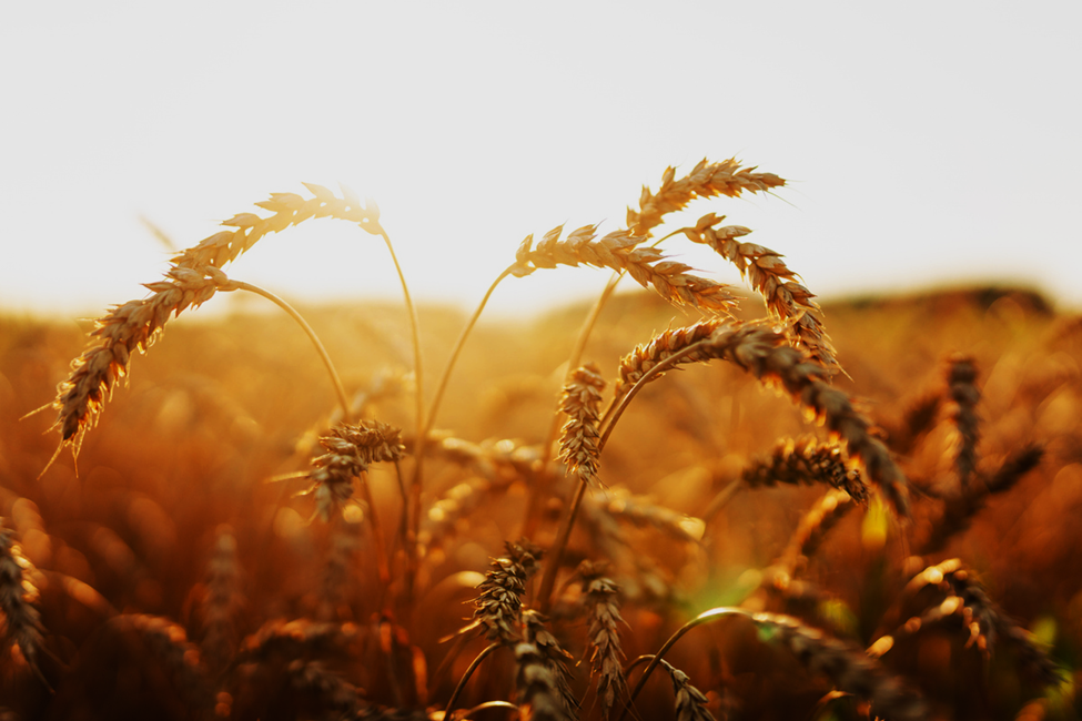 Scientists Discover Pair of Genes that Strengthens Wheat&rsquo;s Defense Against Powdery Mildew