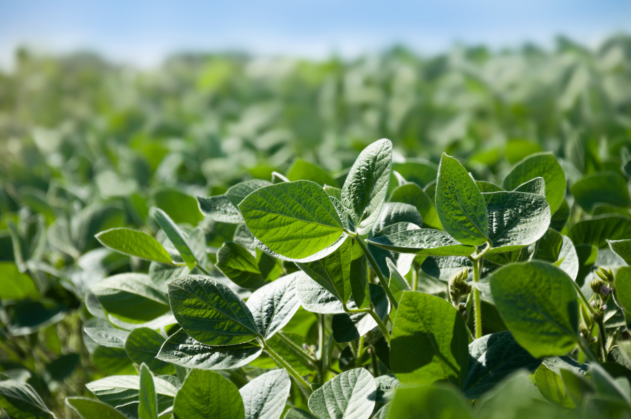  Scientists Have Identified Genetic Defense Against Soybean Cyst Nematodes