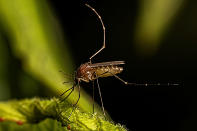 Scientists Map Genetic Switches to Improve Mosquito Control Strategies