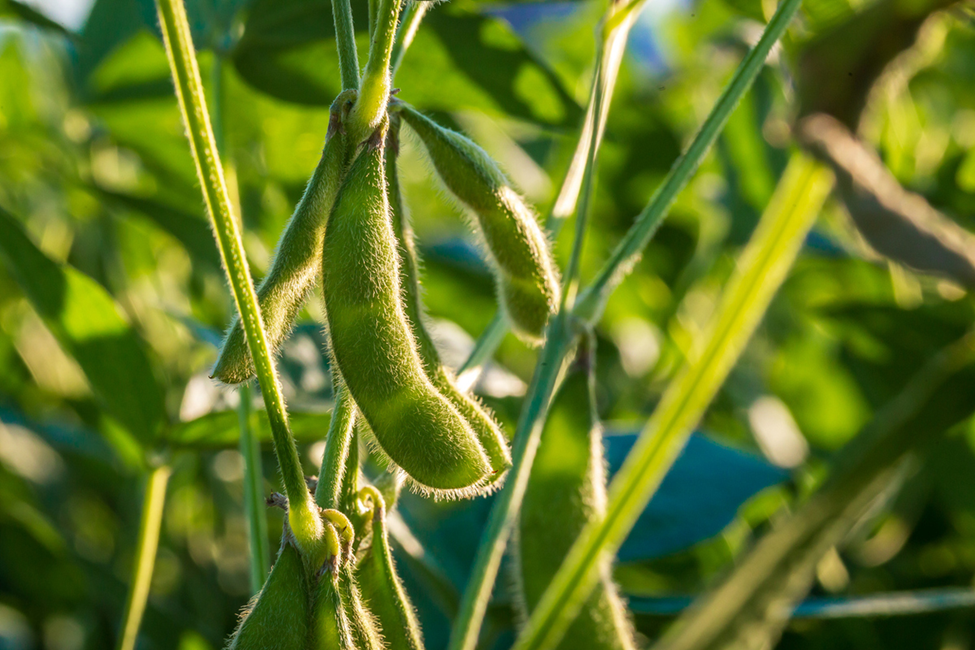 Scientists Speed Up Growth of Transgenic Plants from Months to Weeks