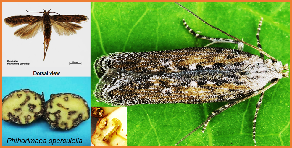 Semiochemicals and odorant receptors underlying potato cultivar susceptibility and resistance to potato tuber moth