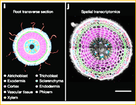 Single-cell transcriptomics reveal how root tissues adapt to soil stress