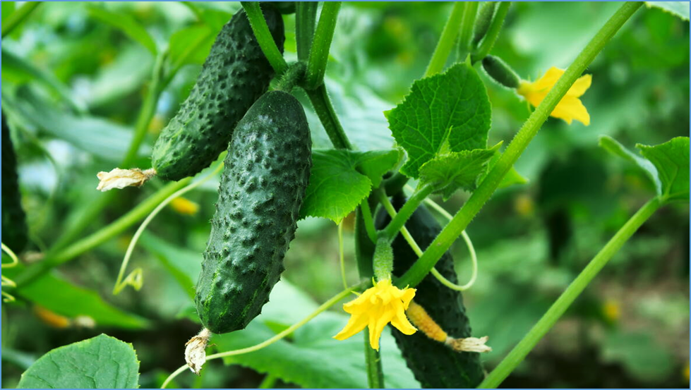 Skeleton-guided 3D digitization standardizes complex trait phenotyping and supports reproducible locus discovery in cucumber