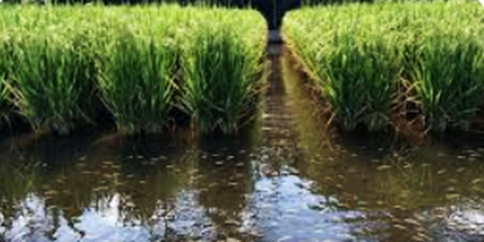 Soil organic nitrogen rather than fertilizer drives dinitrogen losses in flooded rice systems