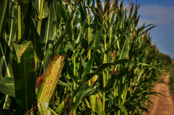 Sparse testcrossing for early-stage genomic prediction of general combining ability to increase genetic gain in maize hybrid breeding programs