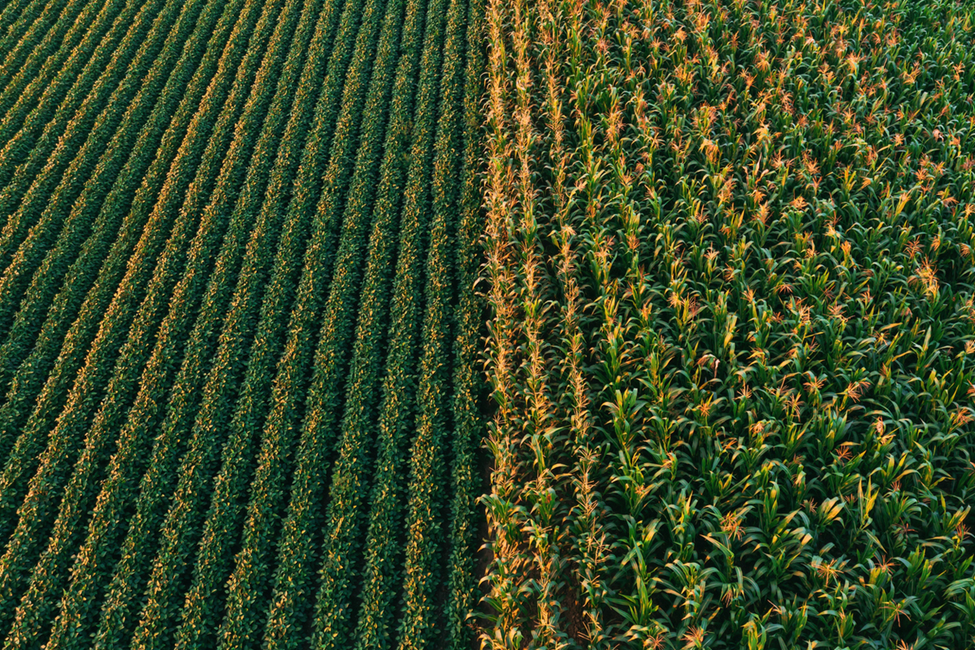 Study Examines Impact of U.S. GM Crop Imports on Indonesia&rsquo;s Food Self-Sufficiency