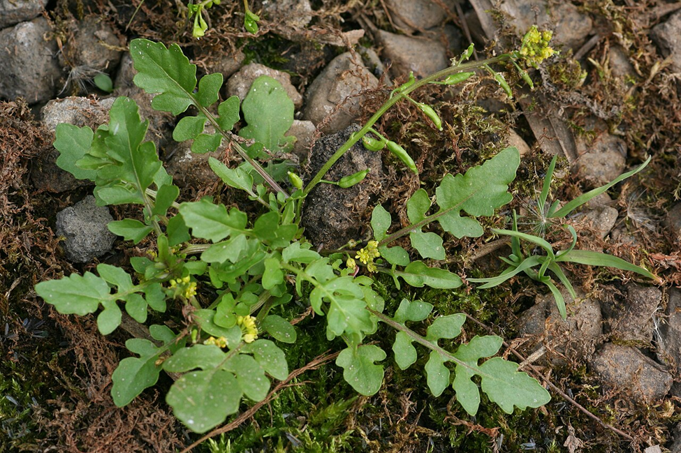 Study Finds Dicot Model System to Study Flooding Tolerance