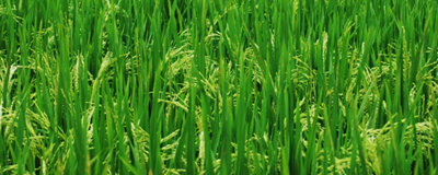 Study Finds Narrower Rice Leaves Boost Photosynthesis Efficiency