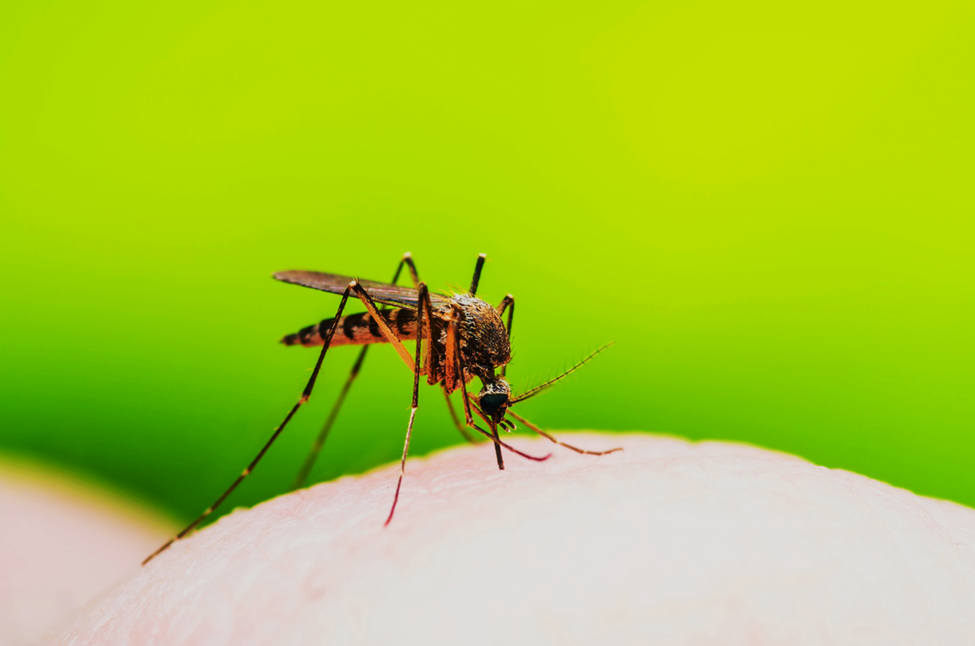 Study Finds Strong Public Support for GM Mosquitoes in Mali