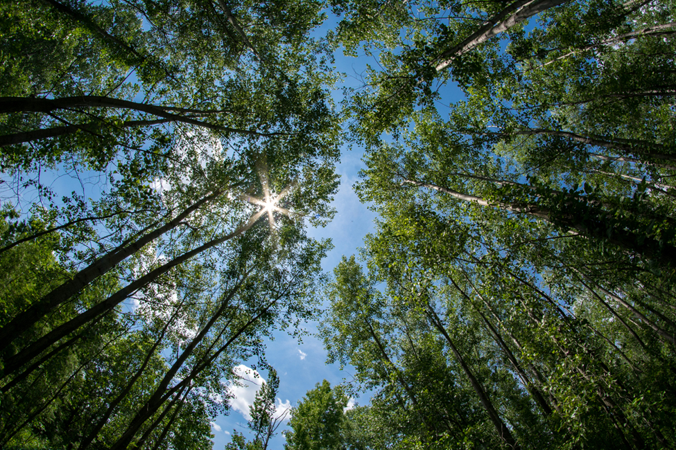 Study Pinpoints Positive Regulator of Salt Tolerance in Poplar