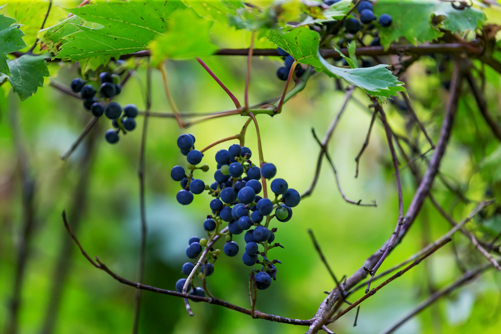 Study Reveals Key Gene Interaction to Strengthen Grapevine&rsquo;s Resistance Against Powdery Mildew