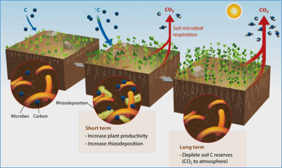 Subsurface soil inorganic carbon gains offset half of surface losses in China&rsquo;s upland croplands over the last four decades