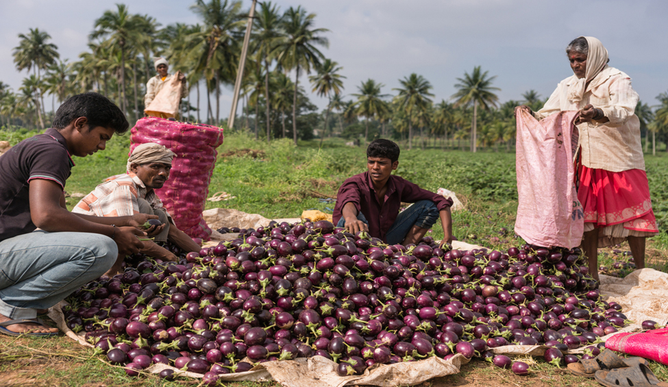 Survey Examines Farmers&rsquo; Adoption of Bt Brinjal in Bangladesh