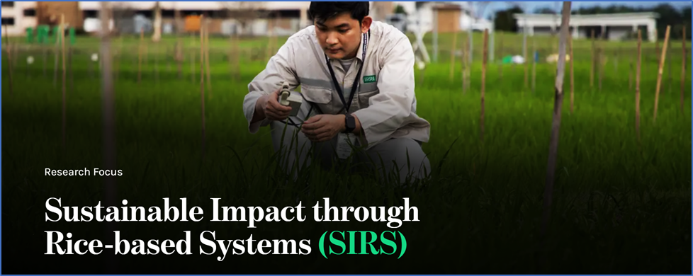 Sustainable Impact through Rice-based Systems (SIRS)